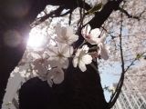 Cherry Blossoms and New&nbsp;Beginnings
